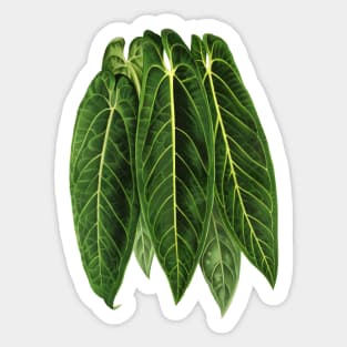 Anthurium warocqueanum - Queen Anthurium Sticker